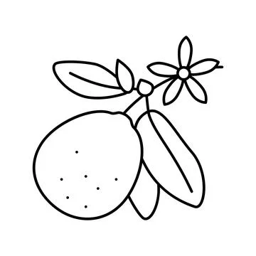 Lime blossom line icon vector illustration Stock Illustration
