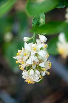 Lime blossom Stock Photos