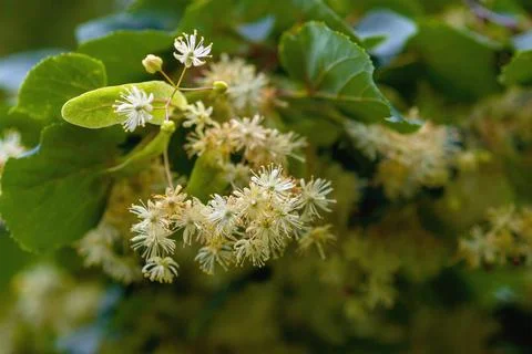 Lime blossom on tree, close up Stock Photos