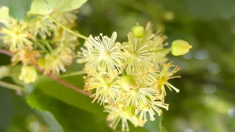 Lime blossom in the wind close-up Stock Footage 244385613