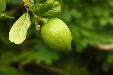 Lime of blur background Stock Photos