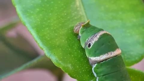 Lime butterfly caterpillar on a citrus leaf. Papilio demoleus,  Citrus aura.. Stock Footage 344092954