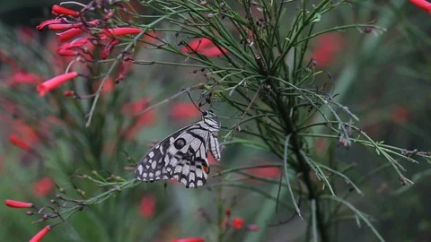 Lime Butterfly Stock Footage 103691810
