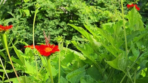 Lime Butterfly Foraging on Orange Mexican Sunflower in Sunny Garden. Vídeo Stock 340077883