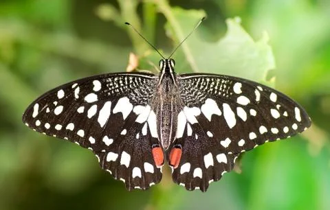 Lime butterfly macro Stock Photos