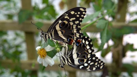 Lime butterfly mating Stock Footage 89060344