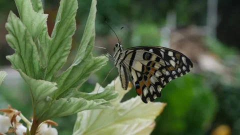 Lime butterfly with pale worn wing pattern resting Stock Footage 341307355