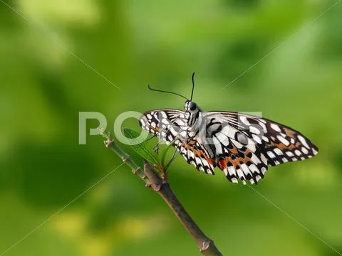 Lime Butterfly (Papilio demoleus) Stock Photos