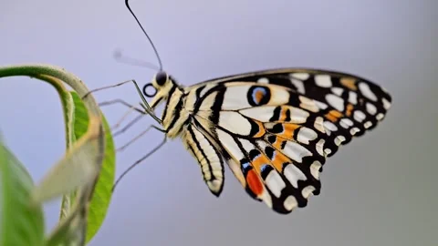 Lime butterfly perched on a leaf, close-up macro, with nature's vibrant Stock Footage 292683003