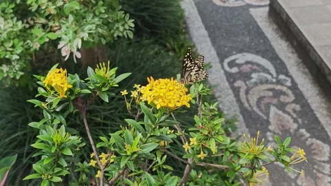 Lime Butterfly Perched on Yellow Ixora Flowers in Garden Stock Footage 341783993