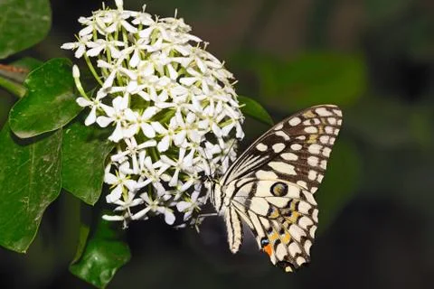 Lime Butterfly Stock Photos