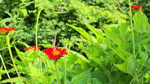 Lime Butterfly Pollinating Orange Mexican Sunflower in Garden. Stock Footage 340076651