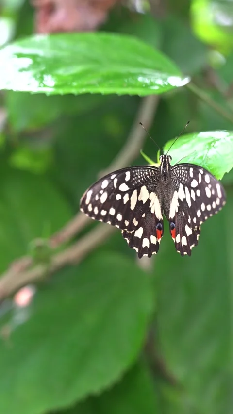 Lime Butterfly Resting on Green Leaf Stock Footage 342592465
