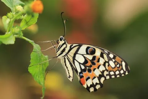 Lime Butterfly resting on the leaf Stock Photos