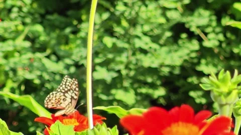 Lime Butterfly Resting on Red Flower in Garden. Stock Footage 340079151