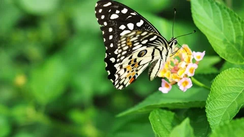 Lime butterfly sucking nectar on West Indian Lantana blossom Stock Footage 160389907
