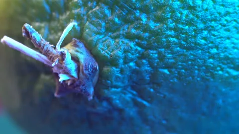 Lime in changing colors Stock Footage 141730790