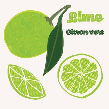 Lime citrus fruit vector illustration. Colorful textured modern design. Stock Illustration