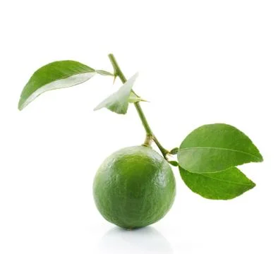 Lime close up isolated on white background Stock Photos