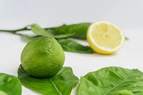 Lime close up view with some lemon tree leaves on the background and a lemon Stock Photos