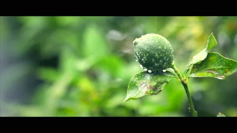 Lime Closeup Vídeos de archivo 130485219