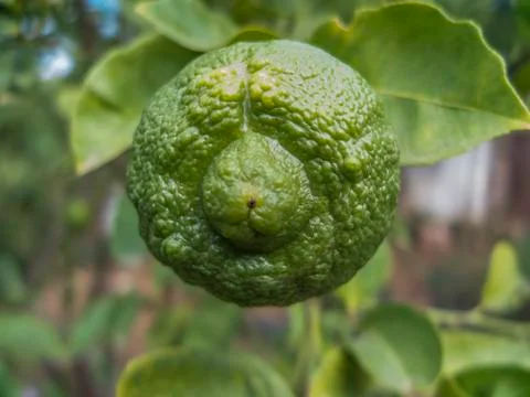 Lime closeup Stock Photos