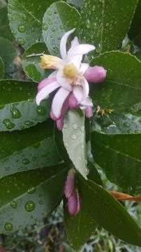 Lime flower Stock Photos