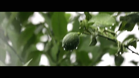 Lime Vídeos de archivo 130484308