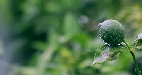 Lime Vídeos de archivo 130945846
