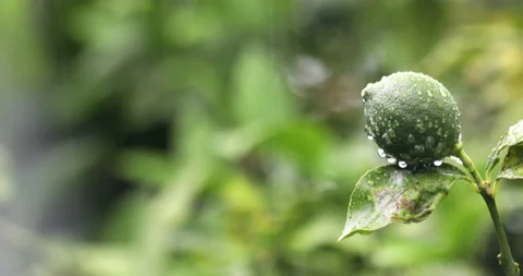 Lime Vídeos de archivo 130947568