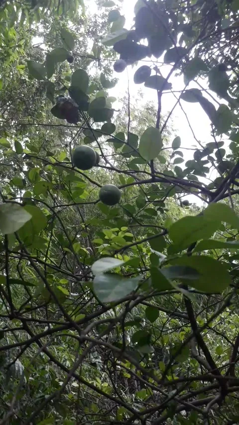 Lime Stock-Footage 219774445