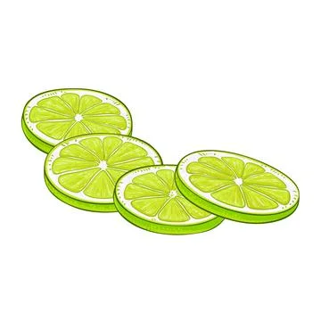 Lime Fruit Colored Detailed Illustration Illustrazione stock