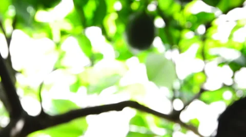 Lime fruit 動画素材 49195157