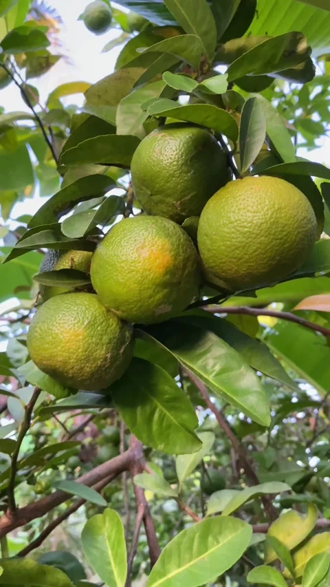 Lime fruit Stock Footage 240444516