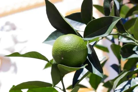 Lime fruit grows on tree Stock-Fotos