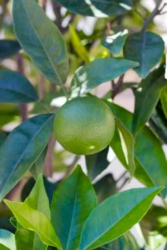 Lime fruit grows on tree Foto stock