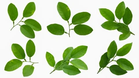 Lime fruit leaf isolated on white background Stock Photos