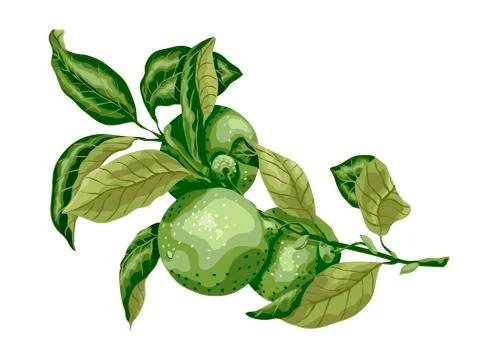 Lime fruit with leaves on the branch. Sweet sort of lime, Mexican type sort o Stock Illustration