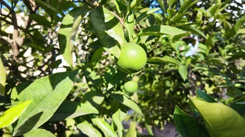 Lime fruit on lime tree in organic farm Vídeos de archivo 317177731