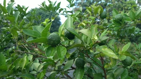 Lime fruit or Citrus amblycarpa, fresh from garden, Jeruk limo or Jeruk sambal Stock Footage 313801509