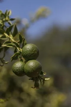 Lime fruit Stock Photos
