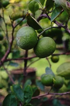 Lime fruit Stock Photos
