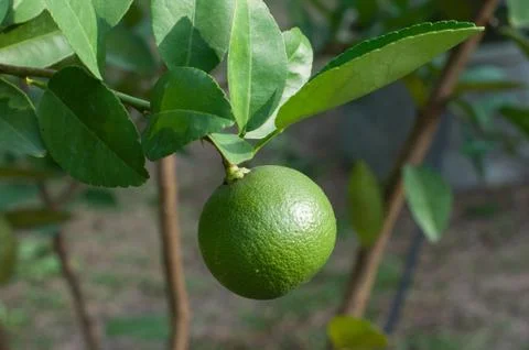 Lime fruit Stock Photos