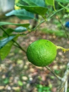 Lime fruit Stock Photos