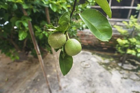 Lime fruit Stock Photos