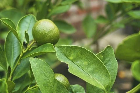 Lime fruit Stock Photos