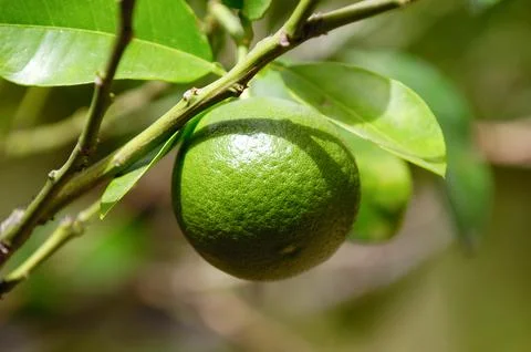 Lime fruit Foto stock