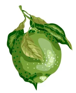 Lime fruit of round shape with leaves on the branch. Sweet sort of lime, Mexi Stock Illustration