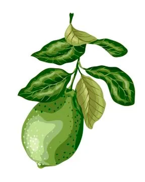 Lime fruit of round shape with leaves on the branch. Sweet sort of lime, Mexi Stock-Illustration
