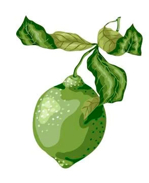 Lime fruit of round shape with leaves on the branch. Sweet sort of lime, Mexi Stock Illustration